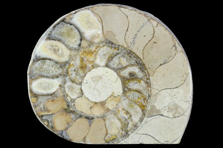 Polished Ammonite (Hildoceras) Fossil - England #103973
